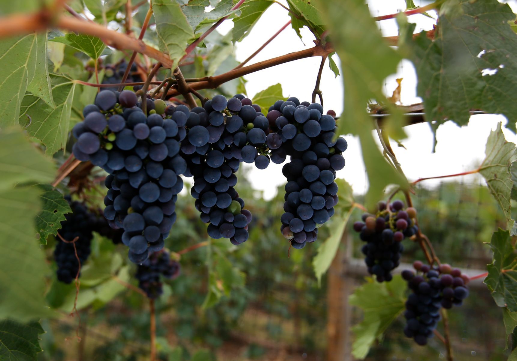 Laurel vineyard